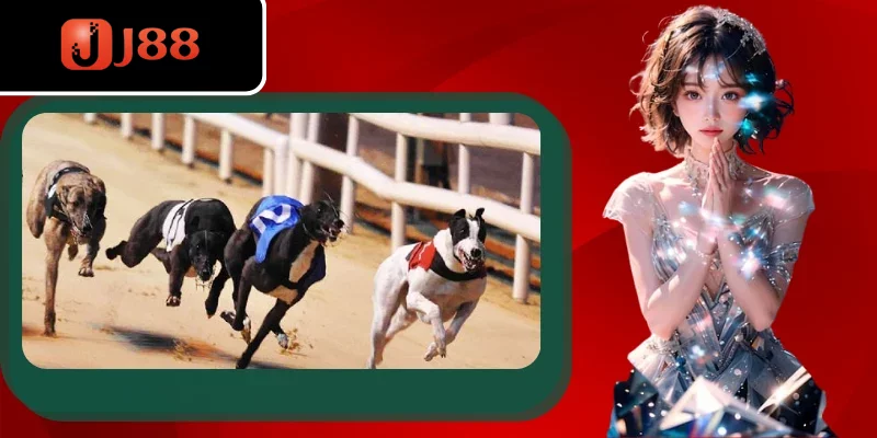 Giới thiệu về hình thức cá cược đua chó tại J88 Giới thiệu về hình thức cá cược đua chó tại J88