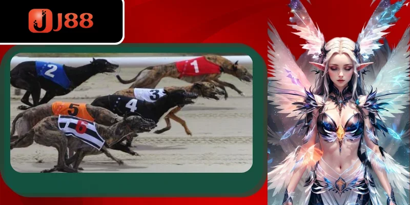 Những kiểu cá cược đua chó mà nhiều bet thủ lựa chọn Những kiểu cá cược đua chó mà nhiều bet thủ lựa chọn