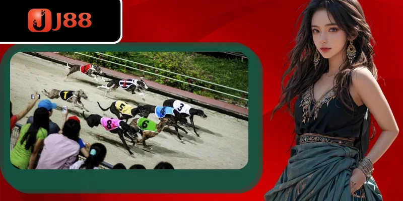 Những giống chó trong cá cược đua chó bạn cần biết Những giống chó trong cá cược đua chó bạn cần biết