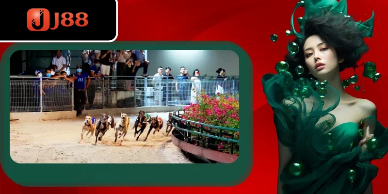 Những bí quyết hay khi tham gia cá cược đua chó Những bí quyết hay khi tham gia cá cược đua chó